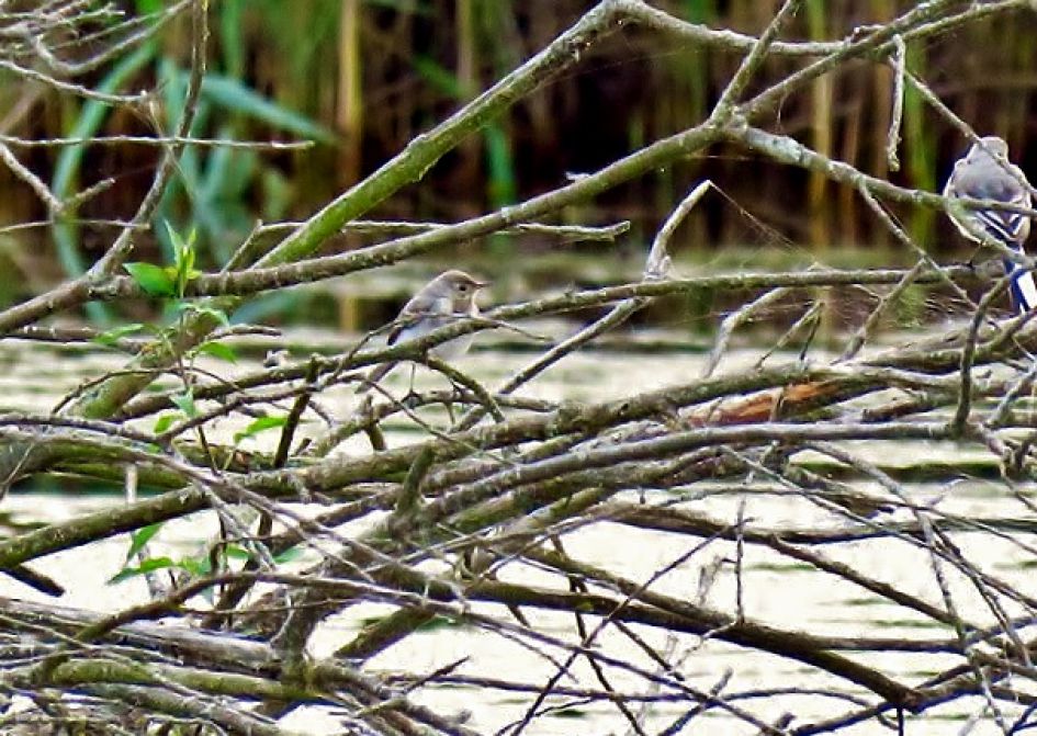 twee vogels in de bomen